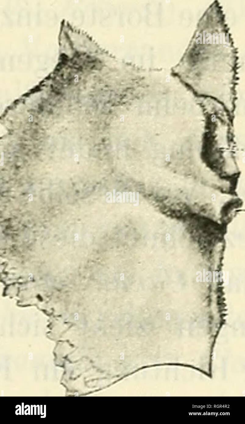 . Bulletin de la Société impériale des naturalistes de Moscou. Science; Biology; Geology; Natural history. — 100 — Knochenleiste, welche eine Verknöcherung des hinteren medialen Portsatzes des Primordialschädels darstellt und mehrere Kanüle and Höhlungen in sich schliesst. An dor vorderen concaven, dem Cavum Cranii zugewandten Fläche befinden sich fünf symmetrisch angeord- nete Oeffnungen: zwei an der rechten, zwei an der linken Seite, wobei das eine Paar höher, das andere tiefer licit, und endlich nne in der .Mitte. Diese Oeffnungen stellen die Mündungen der fünf, in das Cavum cranii fährende Stock Photo