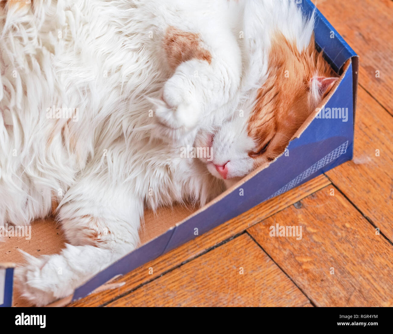 Pretty adult big red cat sleeping in box Stock Photo