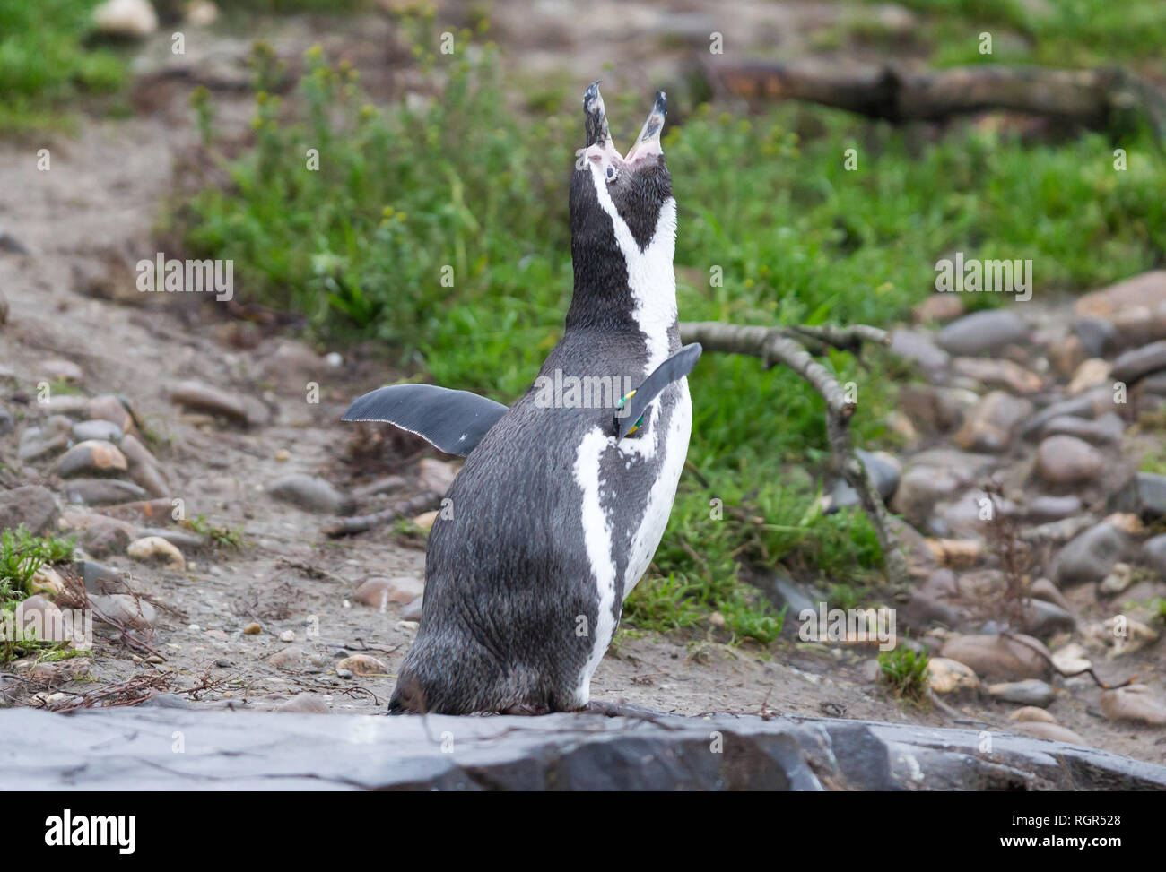 Penguin humboldt, making loud noises before swimming Stock Photo Alamy