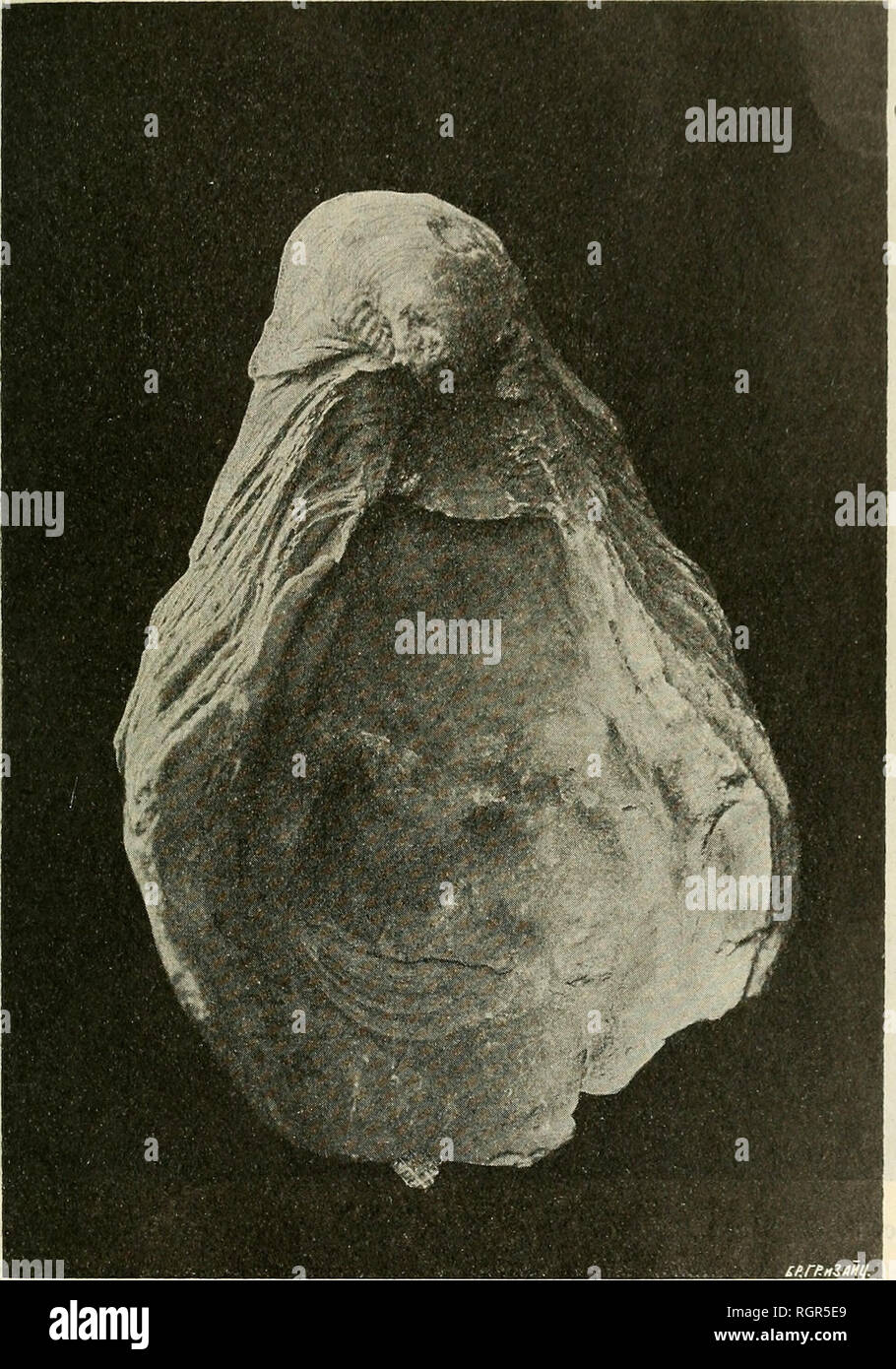 . Bulletin de la SociÃ©tÃ© impÃ©riale des naturalistes de Moscou. Science; Biology; Geology; Natural history. â 67 â ÑÐ¾Ð±Ð¾Ñ Ð½Ð¸ ÑÑÐ¾ Ð¸Ð½Ð¾Ðµ, ÐºÐ°ÐºÑ Ð´Ð°Ð²Ð½Ð¾ ÑÐ¶Ðµ Ð¸Ð·Ð²ÐµÑÑÐ½ÑÑ Ð²Ñ ÐÐ°Ð¿. ÐÐ²ÑÐ¾Ð¿'Ð¬ ÑÐ¾ÑÐµÐ½Ð¾Ð²ÑÑ Gryphaea Esierhd^yi Fan. Ð¸Ð»Ð¸, Ð¿Ð¾ ÐºÑÐ°Ð¹Ð½ÐµÐ¹ M-bp-fe, ÑÐ¾ÑÐ¼Ñ, Ð½ÐµÐ¾Ð±ÑÐºÐ½Ð¾Ð²ÐµÐ½Ð½Ð¾ ÐºÑ Ð½ÐµÐ¹ Ð±Ð»Ð¸Ð·ÐºÑÑ. ÐÑÐ»'Ð¬Ð´ÑÑÐ²1Ðµ ÑÑÐ¾Ð³Ð¾, Gr. EsterhÃ¢zyi. Ð Ð¸Ñ. 4. Gryphaea RomanowsTcii J. BÃ¶hm. Ð¢Ð¸Ð¿Ð¸ÑÐ½ÑÐ¹ ÑÐºÐ·ÐµÐ¼Ð¿Ð»ÑÑÑ; Ð½Ð¸Ð¶Ð½ÑÑ ÑÑÐ²Ð¾ÑÐºÐ°.. Please note that these images are extracted from scanned page images that may have been digitally enhanced for  Stock Photo