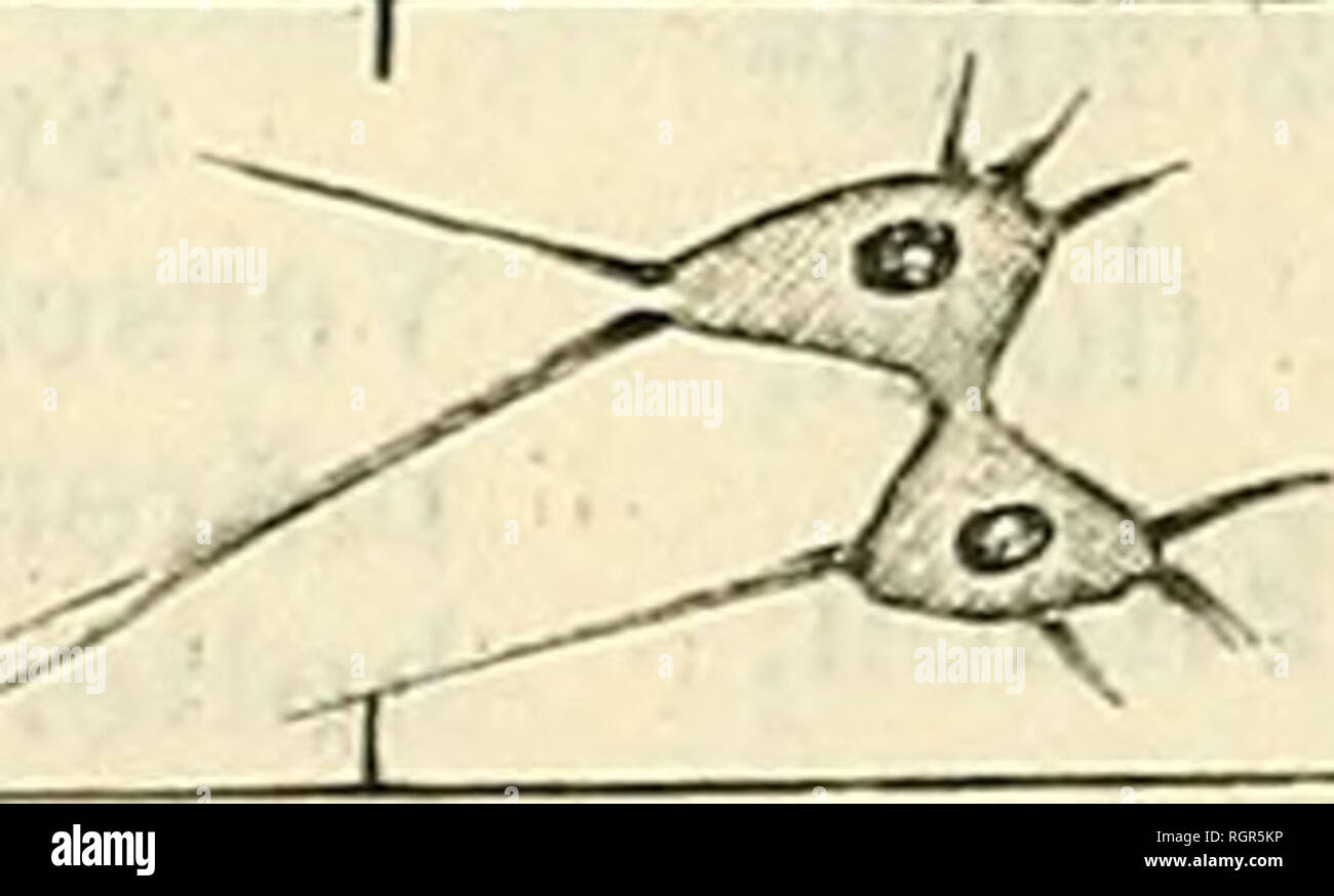 . Bulletin de la Société impériale des naturalistes de Moscou. Science; Biology; Geology; Natural history. I/ Spirogjjra mnjuscula. V'crgr. 14ö. 1—Chloropliyllbänder nur einer (oberen) äus- seren Obcrflänhe der Zelle. 2 — Ein zusammenge- setzter Kern mit Proto- plasmafäden. II. Spirogyra crassa. Vergr. 145. III. Spirogyra crassa. Vergr. 115. c—kernlose Zelle.. &gt;^ '^X Spirogyra majuscula. 1-den 15 October 6 Uhr Abends. 2-den 19 October I21/2 Uhr Nachmittags. 3-den 12 November 1 Uhr Nachmittags. A'ergr. 145. S. Tab. I. Kammer t in die Kammer s zu bewegen. Am 17 October befand er sich. Please  Stock Photo