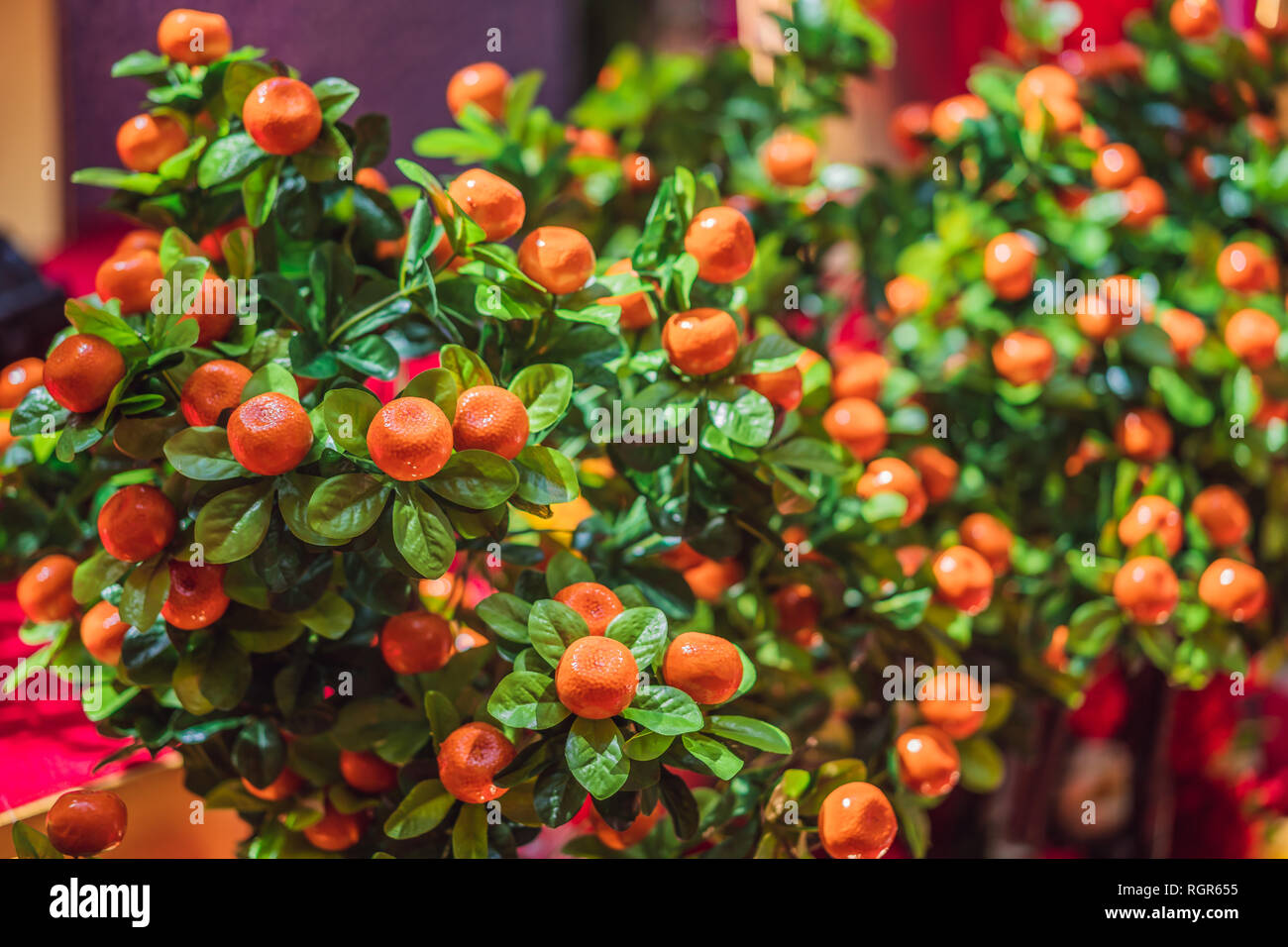 Decorative mandarins tree. Chinese New Year prosperity ,wealth and