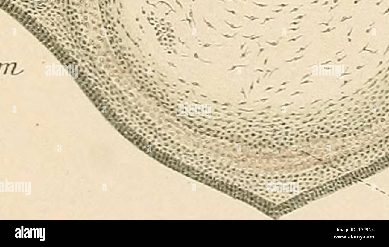 Page 2 Cm Cf High Resolution Stock Photography And Images Alamy