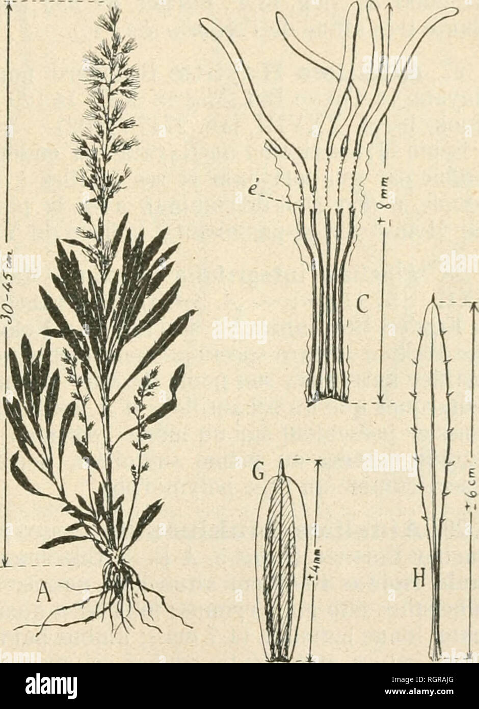 . Bulletin de la Socit botanique de Genve. Plants; Plants -- Switzerland. f^lS^Os^^Ãª^ ^â Fig. IV. â AINSLI.EA FAUBIEANA Beauverd sp, nov.â A : porl de la plante (rÃ©duit 5 fois) ; B : akÃ¨ne hirsute et aigrette (a) Ã denticules scabres mÃ©langÃ©s de poils pennÃ©s alternÃ©s ; r, : corolle (dÃ©velopÃ©e) profondÃ©ment Ã©chancrÃ©e Ã g.iuche, Ã ligne de suture des filets au- dessous du point Ã© ; ) : gynÃ©cÃ©e ; E : Ã©tamiues ; F : capitule triflore ; G : Ã©caille moyenne du |)pricljne: H: feuille caulinaire mÃ©diane. Ce remarquable endÃ©misme des Ã®les Liu-Kiu, tout eu rÃ©alisaut le type japonai Stock Photo