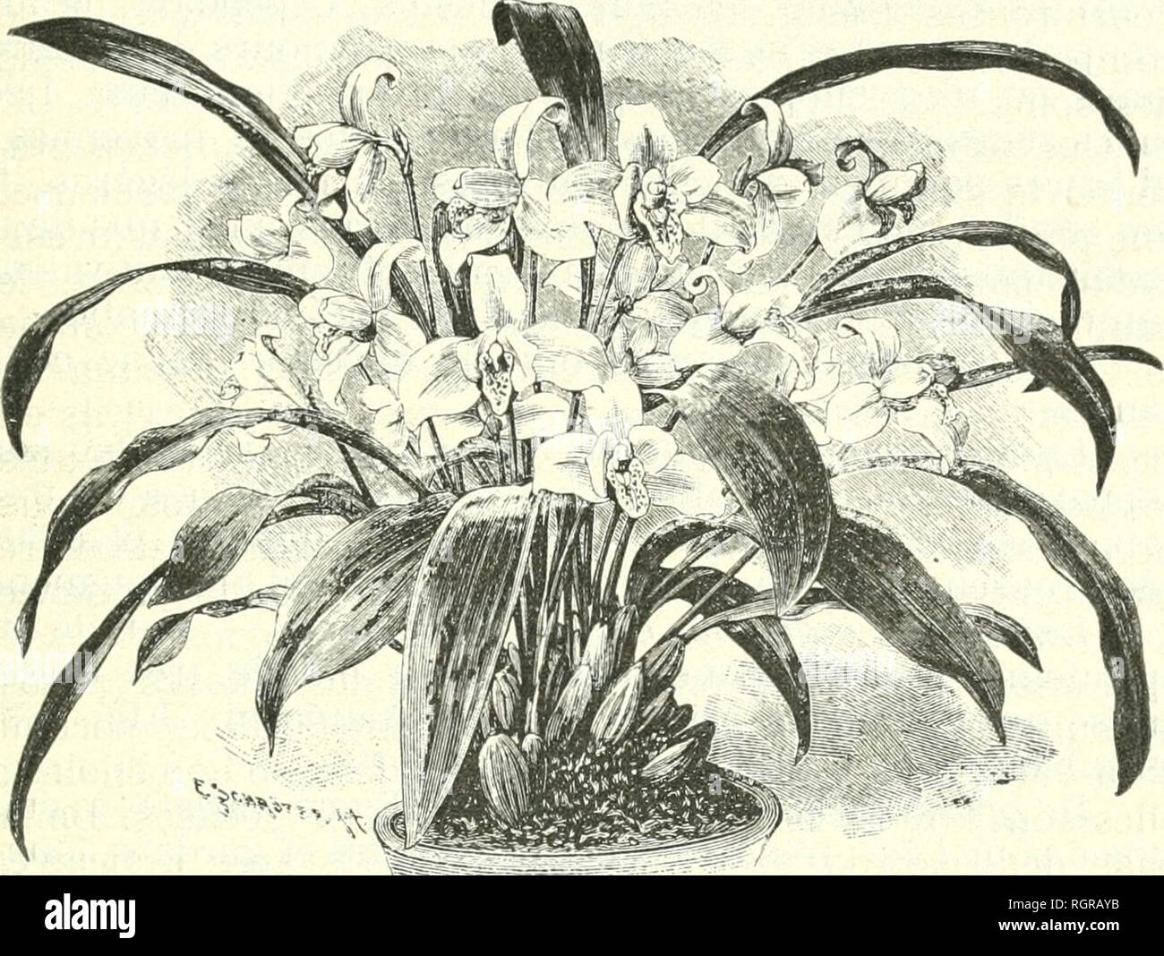 Pots De Fleurs High Resolution Stock Photography And Images Alamy