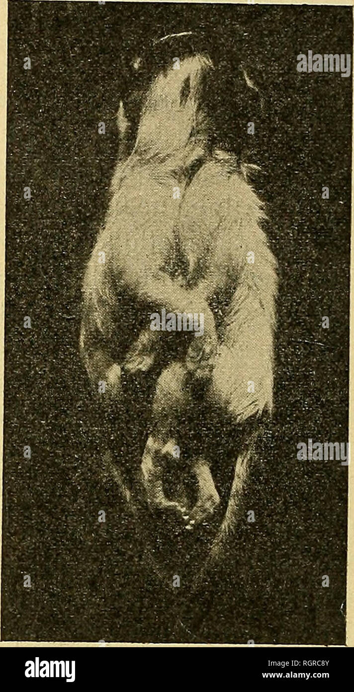 Bulletin De La Socia C Ta C Philomathique De Paris Socia C Ta C Philomathique De Paris Science Fig I A Chat Da C Radelphe Face Anta C Rieure Fig 2 A Chat Da C Radelphe Face Posta C Rieure L Ombilic Se Trouve Dans L Angle