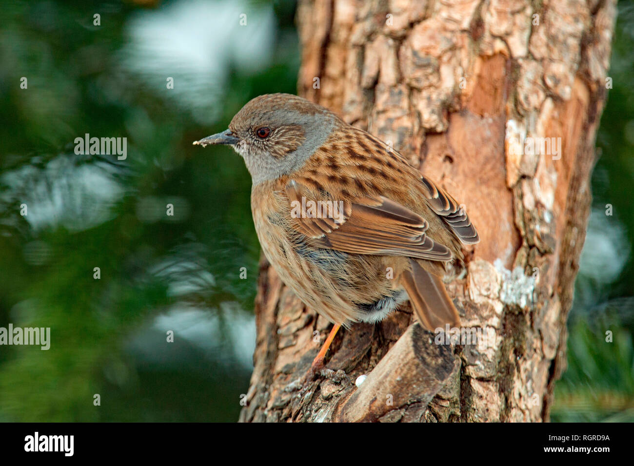 dunnock, (Prunella modularis) Stock Photo