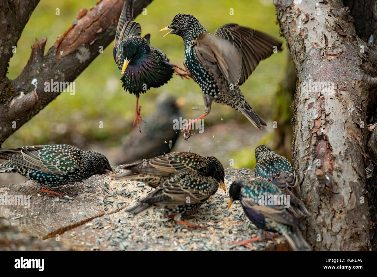 common starlings, (Sturnus vulgaris) Stock Photo