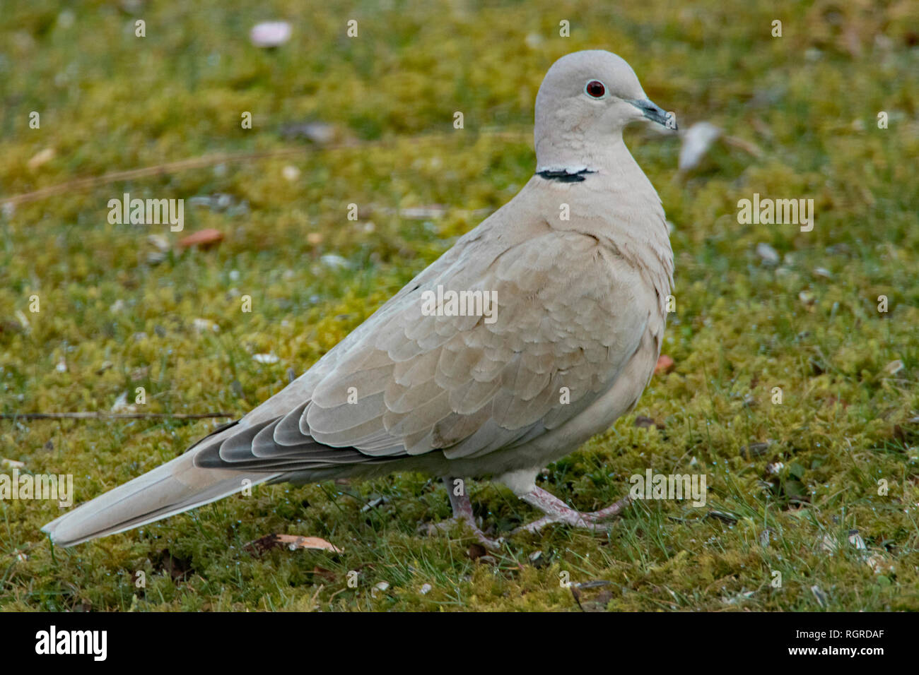 eurasian collared dove, (Streptopelia decaocto) Stock Photo