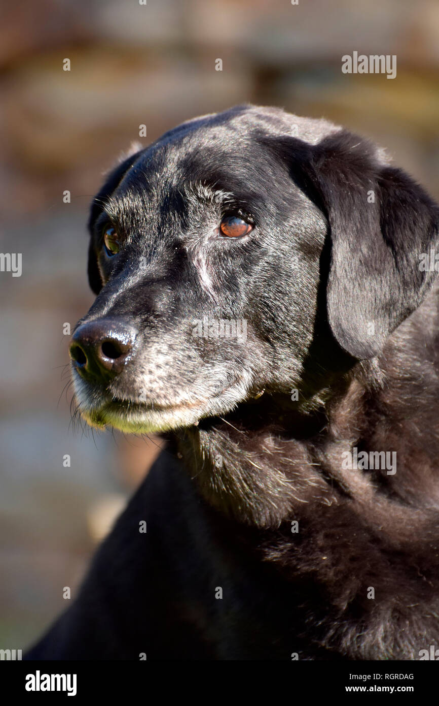 Labrador Retriever, black, old dog Stock Photo