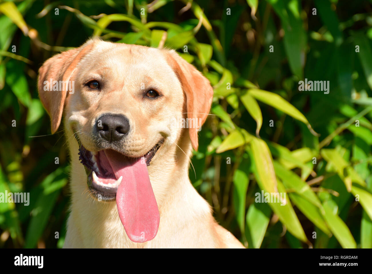 Young yellow Labrador Retriever Stock Photo