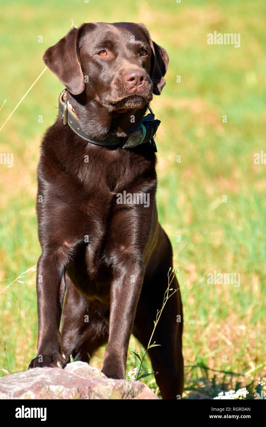 Labrador Retriever, chocolate Stock Photo