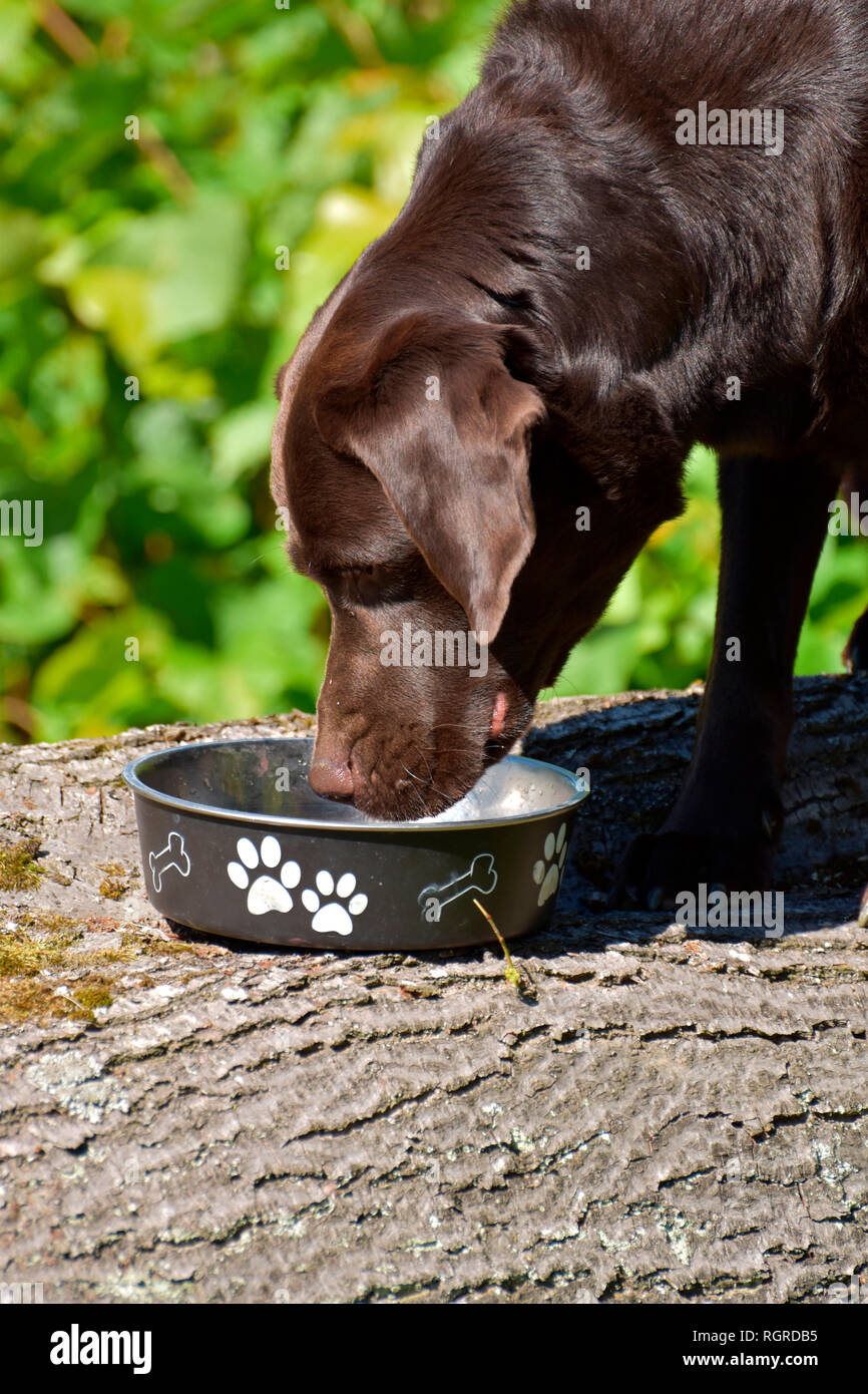 Labrador Retriever, brown, drinking from water dish Stock Photo