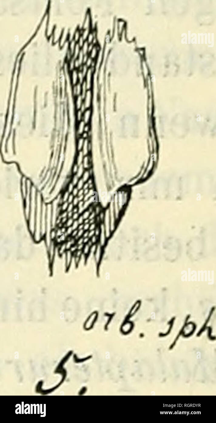 Malapterurus Electricus High Resolution Stock Photography And Images Alamy Malapterurus Electricus High Resolution Stock Photography And Images Alamy