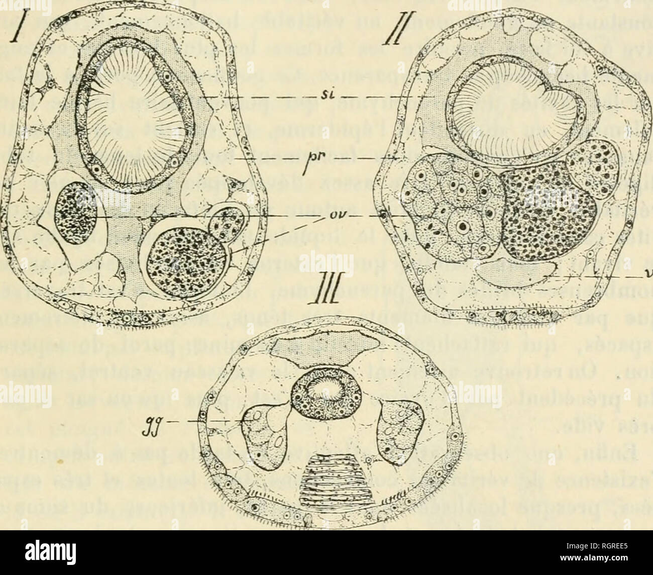 . Bulletin de la Société zoologique de France. Zoology. SÃANCE DU 15 FÃVRIER 1910 19 l'ovaire (//) montre quelque chose de plus : un vaisseau ven- tral individualisé, à parois minces, que cet organe sépare du sinus péri-intestinal; on constate, en suivant la série, qu'il s'y réunit à ses deux extrémités (l). Au-dessus, dans la région moyenne du corps où l'estomac atteint sa plus grande largeur, le sinus apparaît en général peu développé : il peut se ré- duire à quelques petits décollements entre l'endoderme et le. Vf Fie. I. â3 coupes transversales de Dinoph'dus Conklini,{rè Stock Photo
