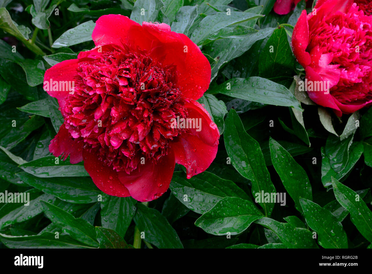 Pfingstrose, Sorte Red CharmPaeonia lactiflora x officinalis, Glasscock 1944 Stock Photo