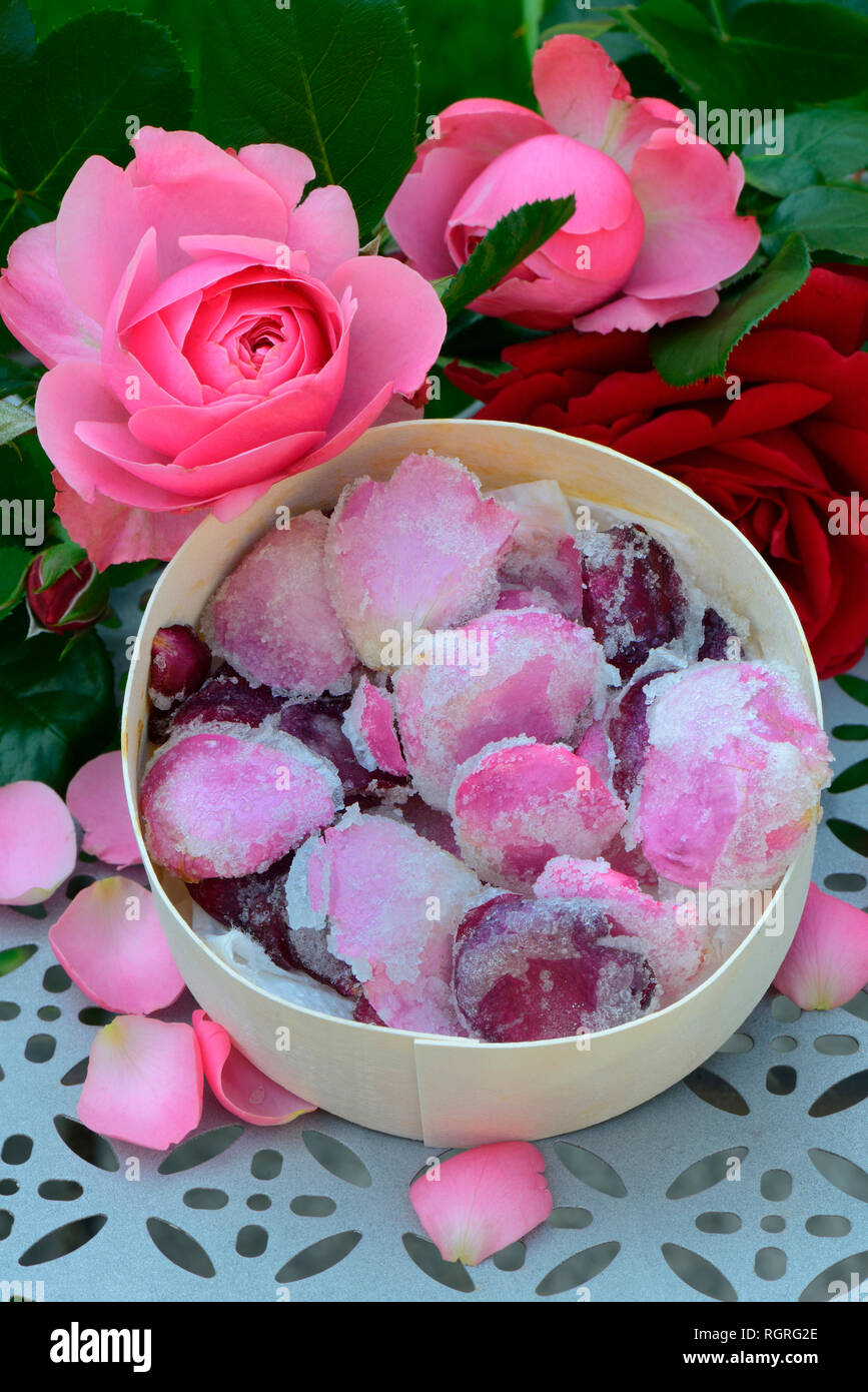 Kandierte Rosenblueten in Schachtel, gezuckert, gezuckerte, Rosenbluetenblaetter Stock Photo