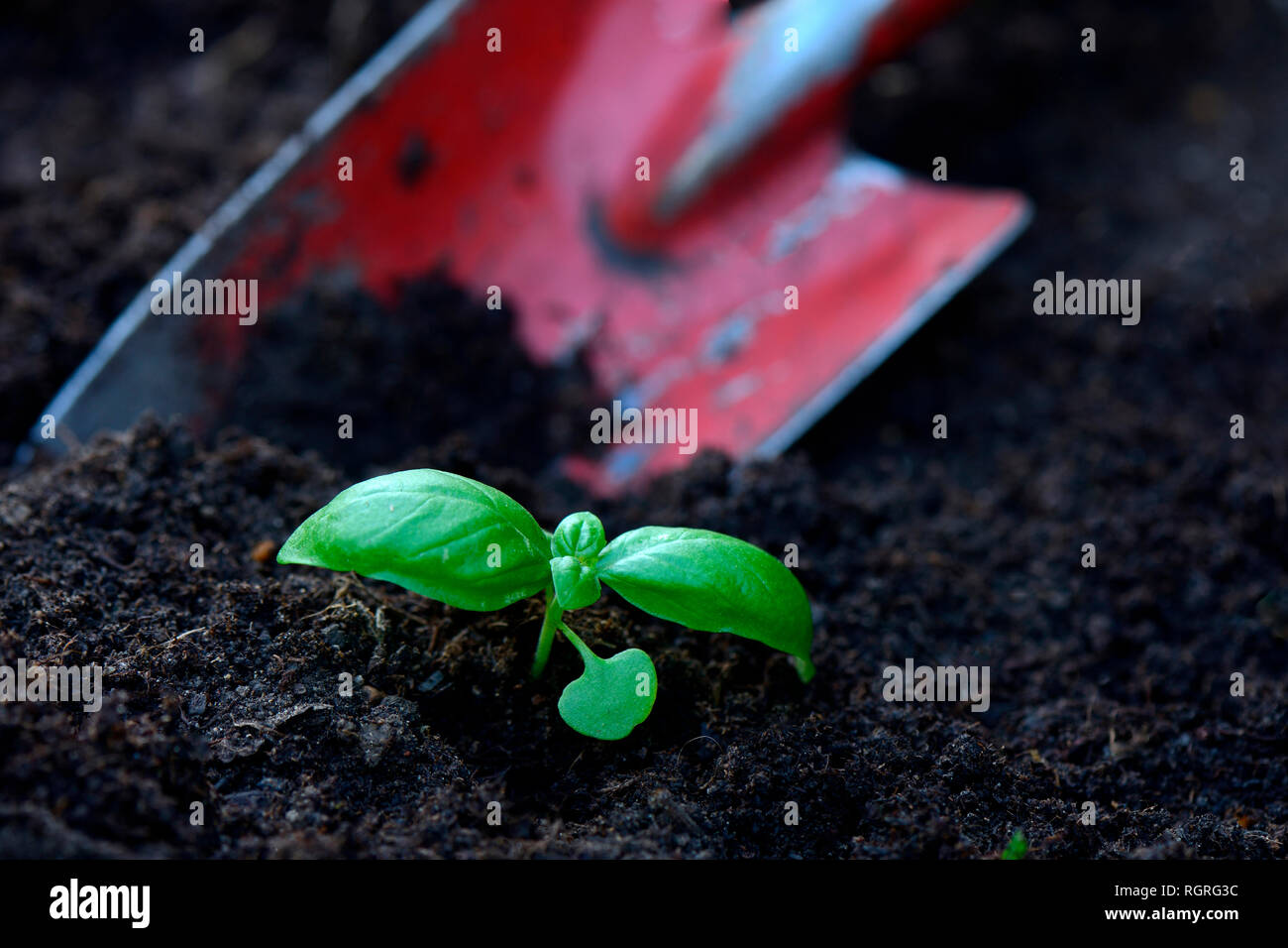 Basilikum, Jungpflanze mit Gartenschaufel, Ocimum basilicum Stock Photo