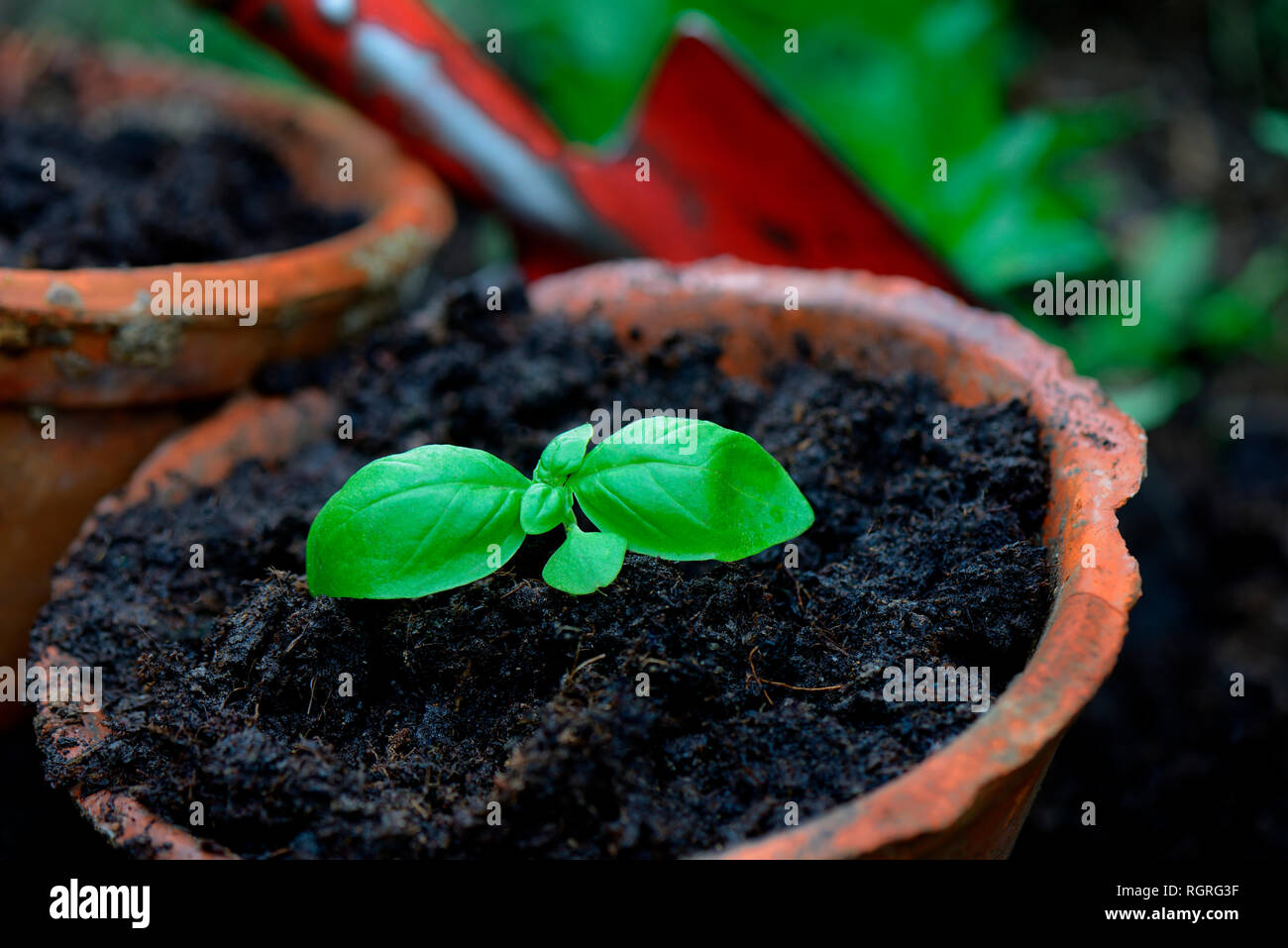 Basilikum, Jungpflanze mit Gartenschaufel, Ocimum basilicum Stock Photo