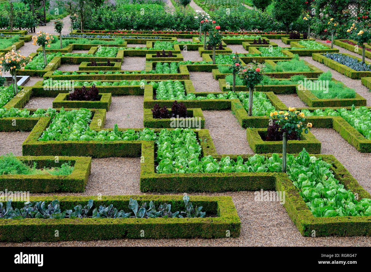 Gemuesegarten von Schloss Villandry, Indre-et-Loire, Loiretal, Loire-Tal, Centre, Frankreich, Chateau de Villandry Stock Photo