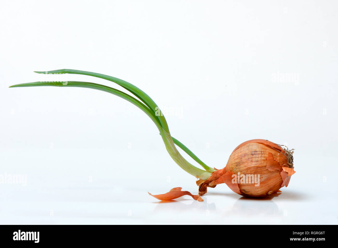 Onion with budding, Allium cepa Stock Photo