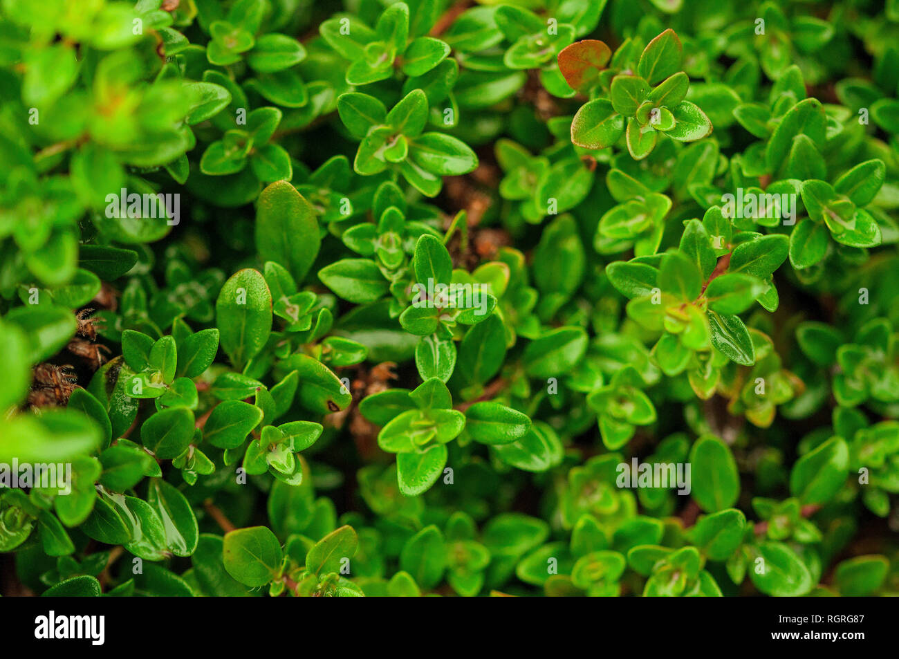 wild thyme, nature reserve Hute am Seilerberg, Ehlen, Hesse, Germany