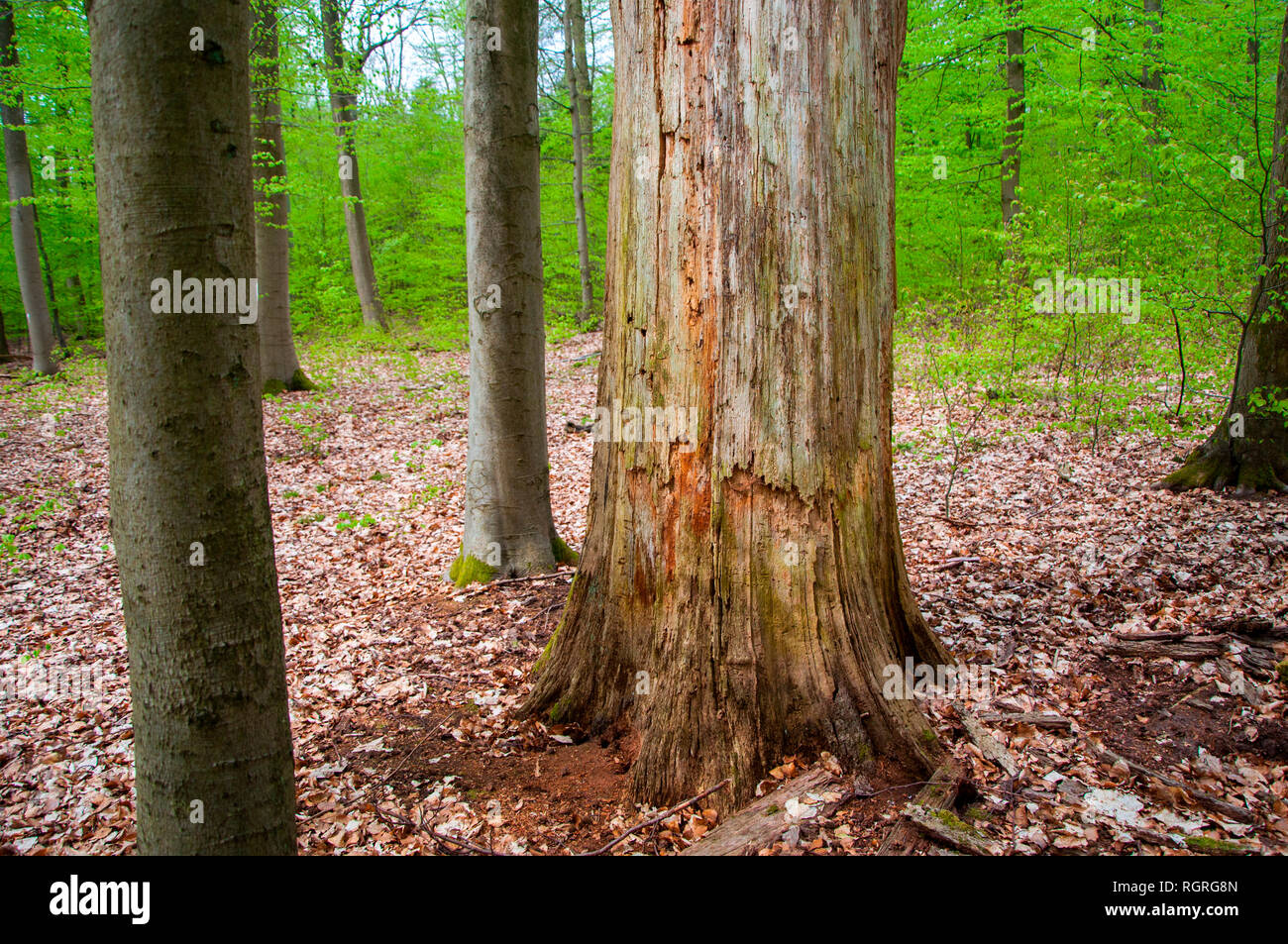 Beech forest, Goehrde, Lower Saxony, Germany, Europe, Fagus sylvatica Stock Photo