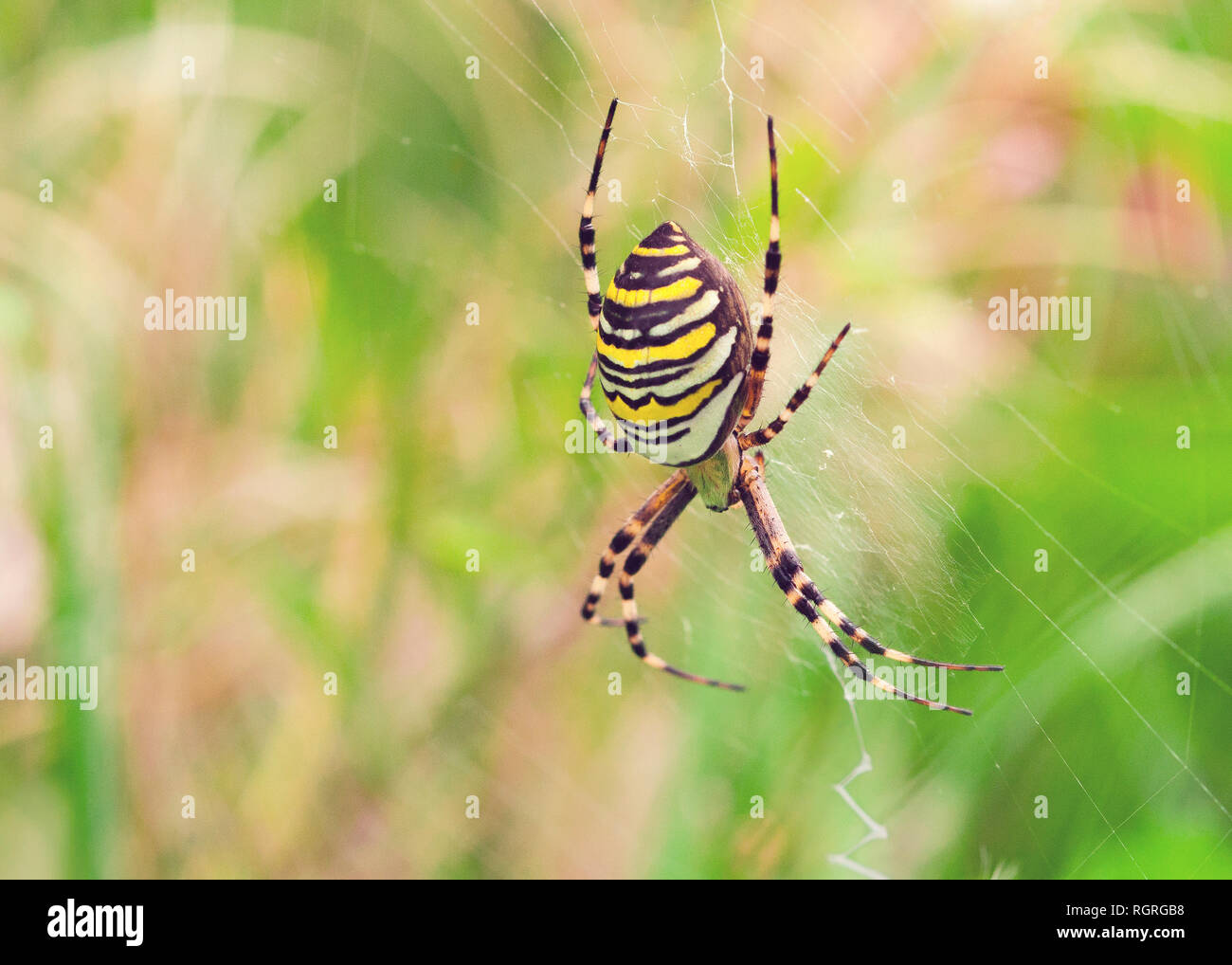 Wasp Spider, Europe, Argiope bruennichi Stock Photo