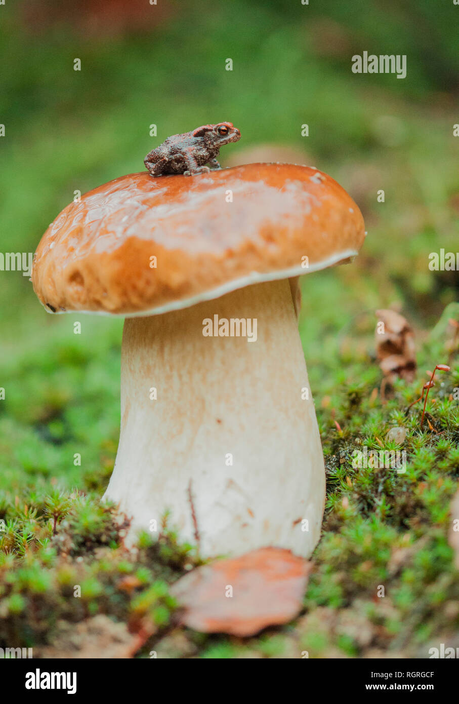 Young Common Toad on Cep Bun, Saxony, Germany, Europe, Bufo bufo Stock Photo