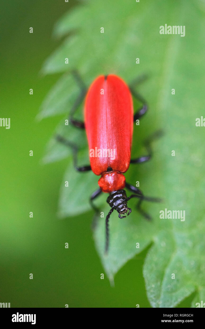 Black beetle beetles hires stock photography and images Alamy