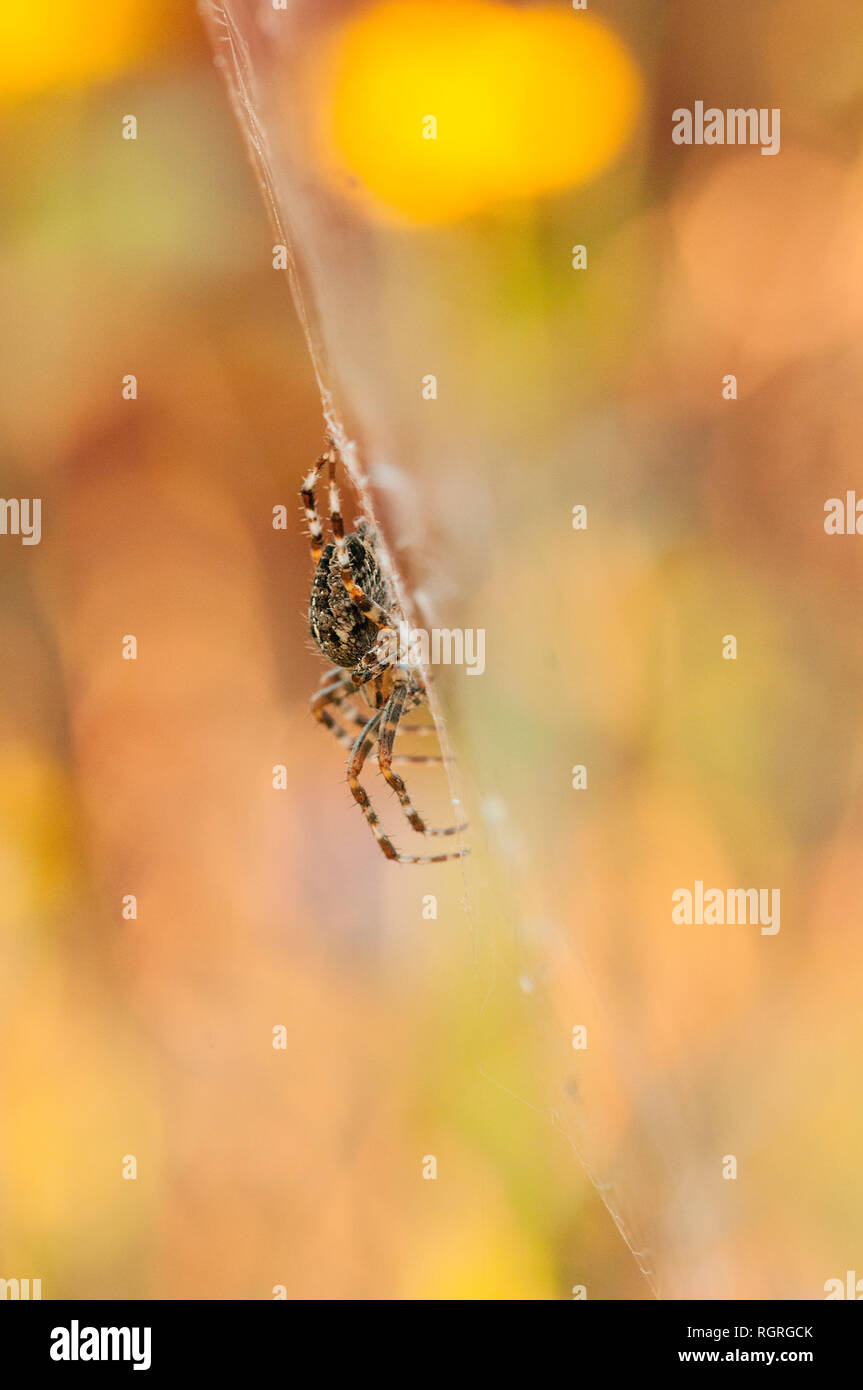 Garden Spider, Europe, Araneus diadematus Stock Photo