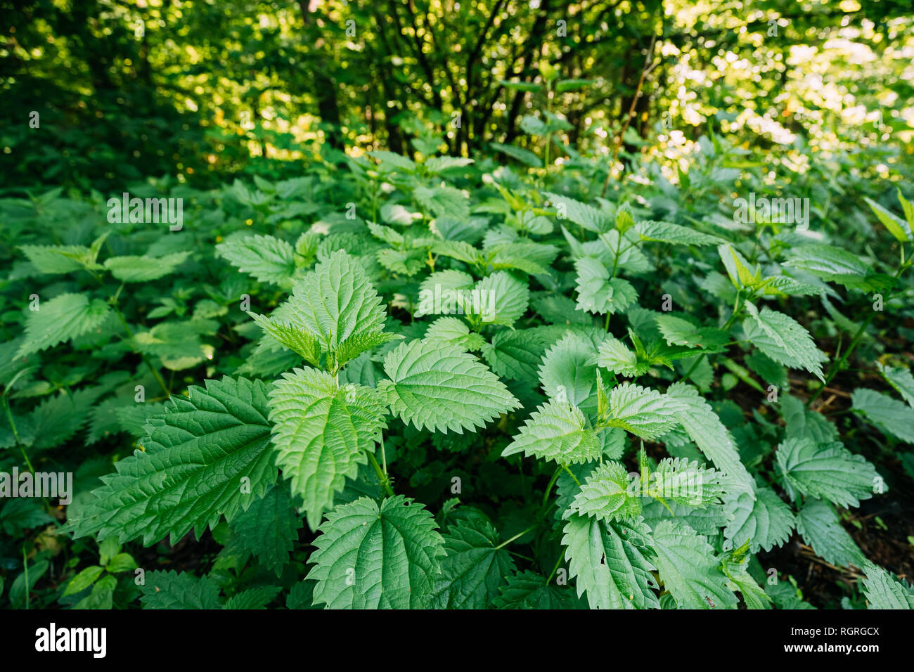 Twigs Of Wild Plant Nettle Or Stinging Nettle Or Urtica Dioica In Spring Meadow Stock Photo