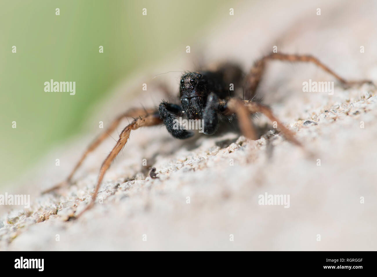 Lycosidae, Europe Stock Photo