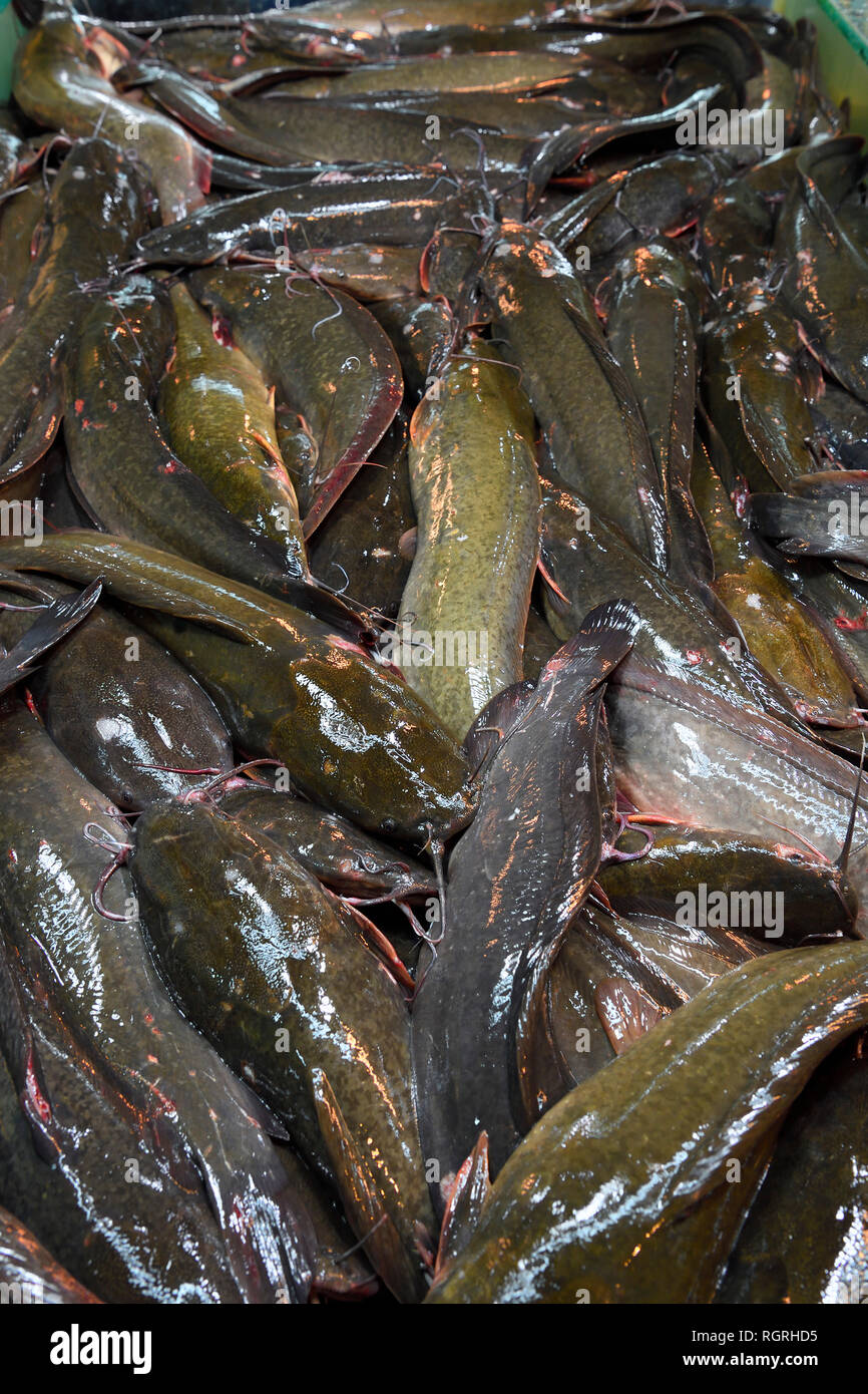 lebende Welse, Catfish, Banzaan fresh market, Patong Beach, Phuket, Thailand Stock Photo