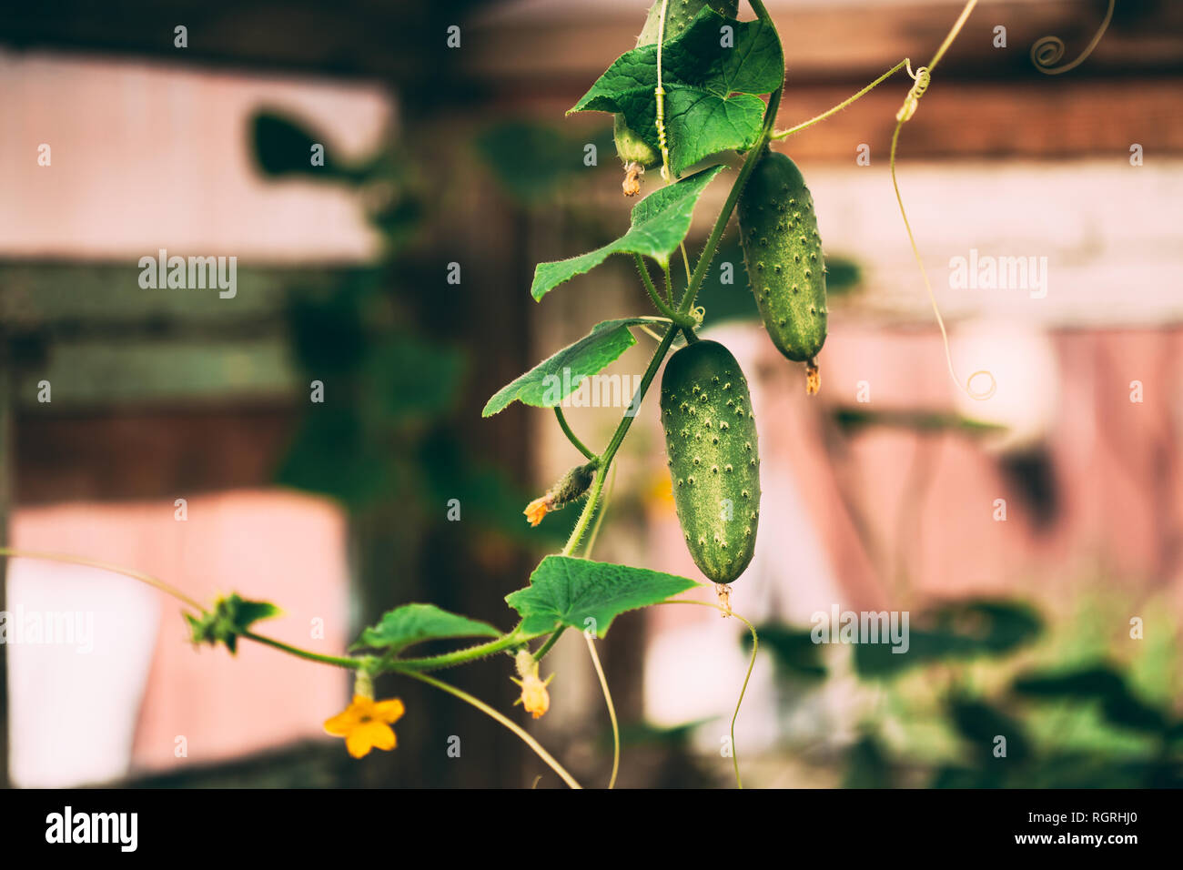 Cucumbers cucumis sativus garden hi-res stock photography and images ...