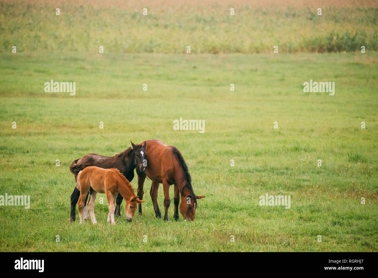 Adult Brown Horse And Two Foals Young Horses Grazing On Green Meadow Near River In Summer Season. Belarus. Stock Photo