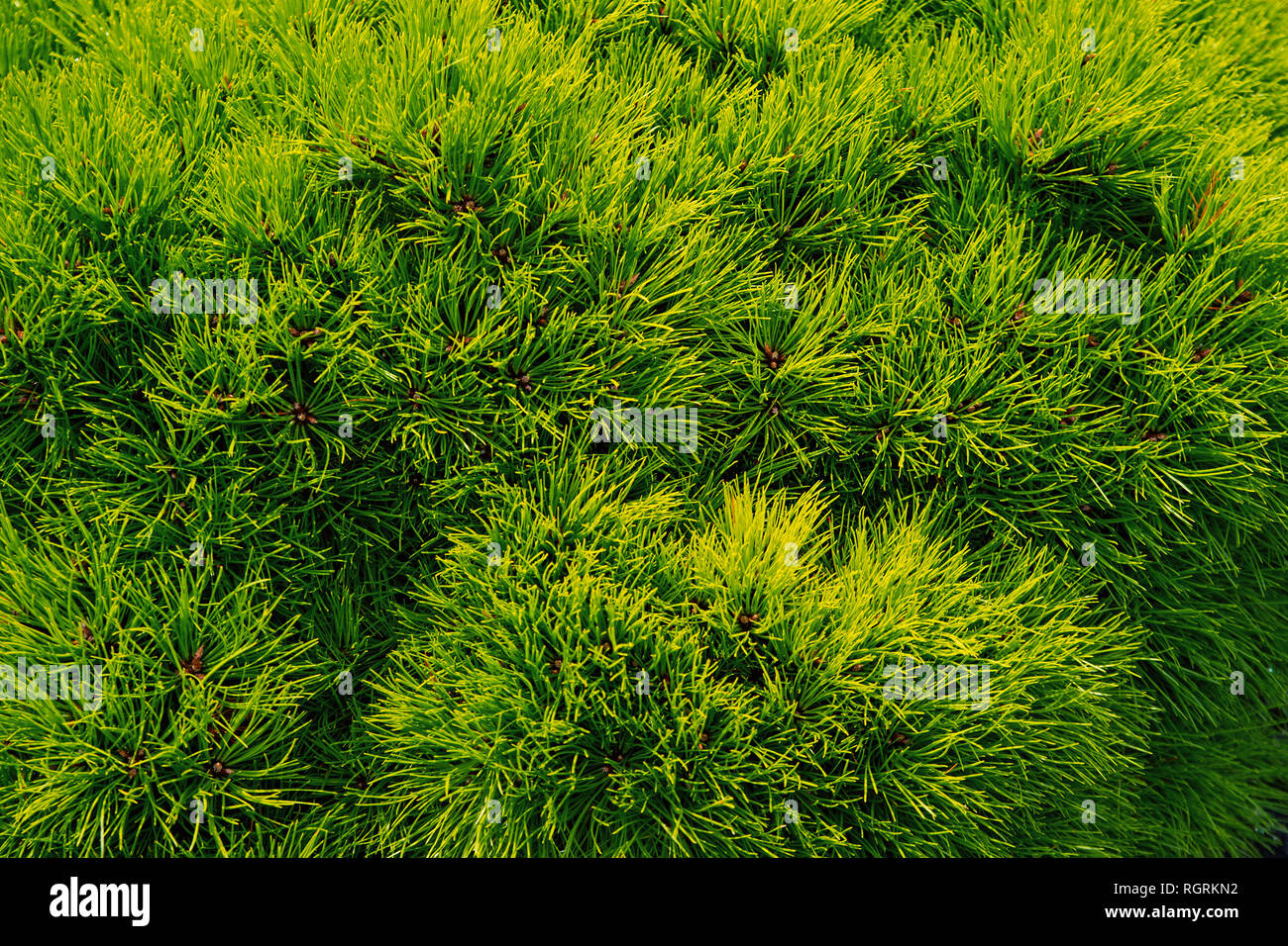 Pine fir tree needles as green background. Christmas tree branches. Evergreen forest or wood. Nature and environment. Green plant background. Stock Photo