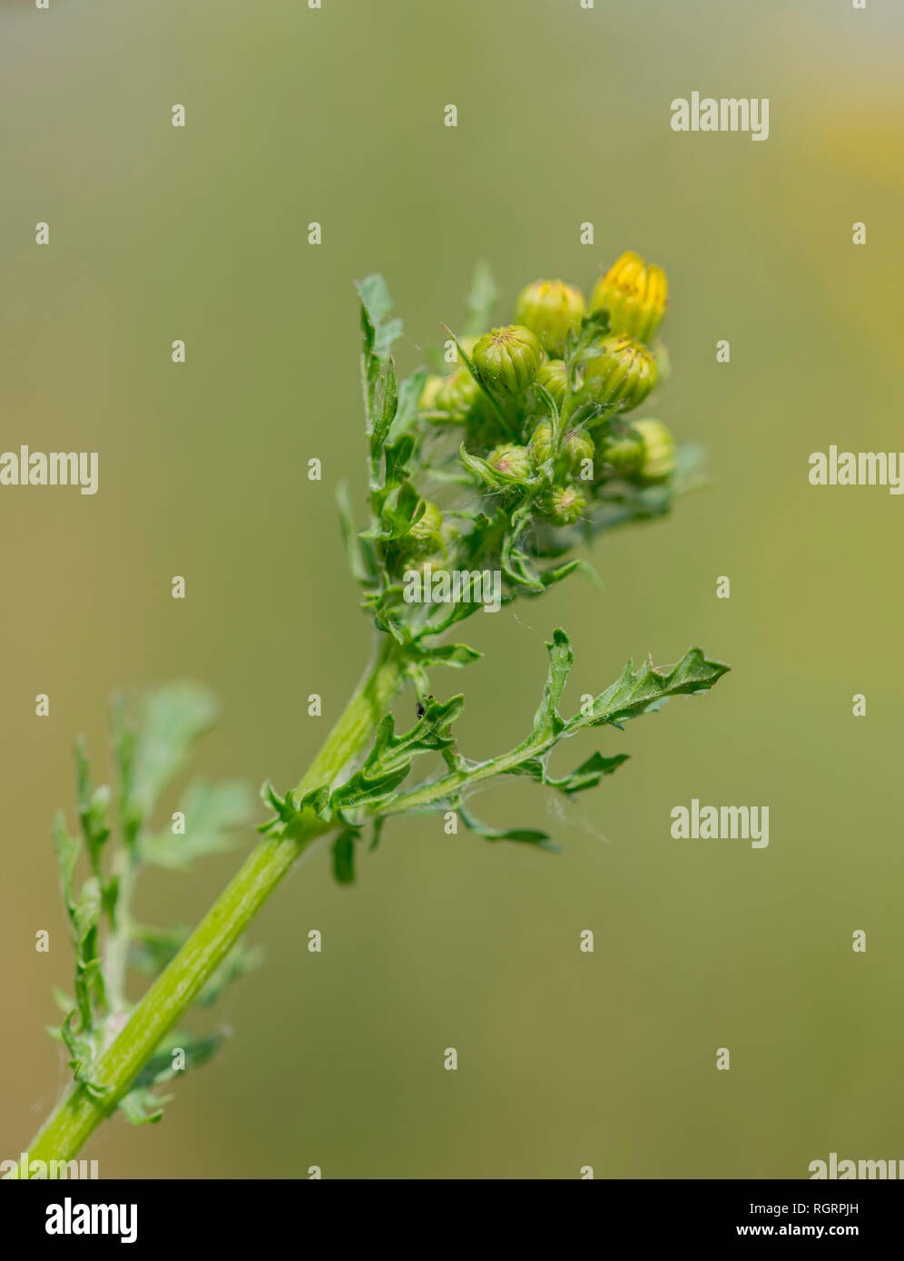 common ragwort, Grevenbroich, North Rhine-Westphalia, Germany, Europe, (Jacobaea vulgaris, Senecio jacobaea) Stock Photo