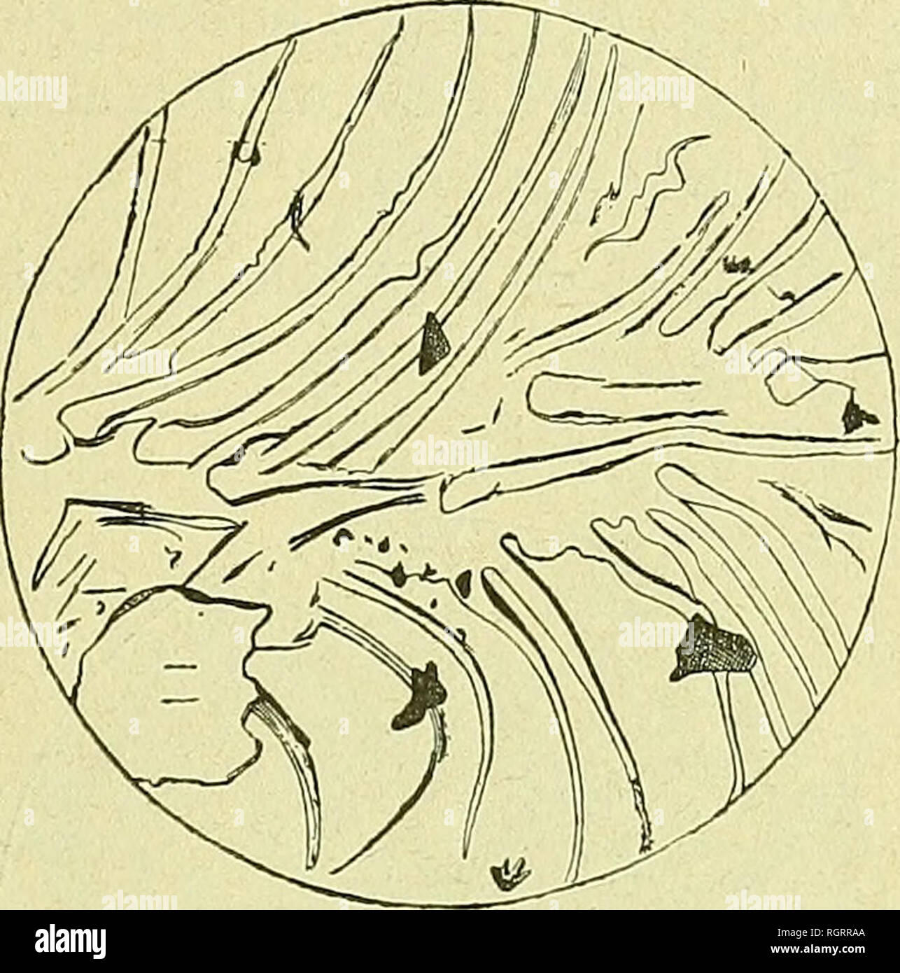 . Bulletin de la SociÃ©tÃ© gÃ©ologique de France. Geology. 1891 RÃLE GÃOLOGIQUE POSSIBLE DES GAZ A HAUTE PRESSION 351 remarquable, parfois avec une disposition pennÃ©e, qui tient au moulage des sillons creusÃ©s dans le cristal par le passage des gaz. Les surfaces d'Ã©clatement du cristal prÃ©sentent, en effet, des confi- gurations trÃ¨s singuliÃ¨res. En quelques points se montrent des Fig. 20.. Surface d'Ã©clatement de cristal prÃ©sentant, par suite du contact des gaz explo- sifs, des sillons et des rigoles suivant une disposition pennÃ©e. â Grossissement de 35 diamÃ¨tres. polygones juxtaposÃ© Stock Photo