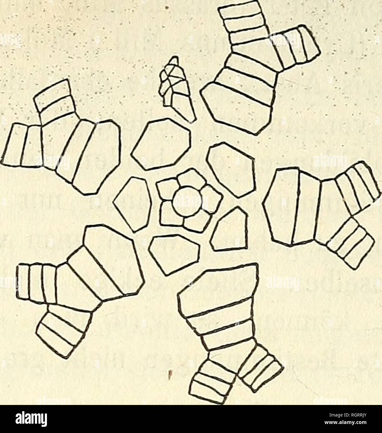 . Bulletin de la Société impériale des naturalistes de Moscou. Science; Biology; Geology; Natural history. ^ 14 Poteriocrinus bijiigm n. sp.. Nach einem Stielgliede zu urtheilen, welches an einem der vorhandenen Kelche sitzt, ist der Stiel dieses Pote- riocrinus rund und aussen glatt, Aussenseite etwas ge- wölbt, Gelenkfläche mit radialen kurzen Furchen am Rande, Centralkanal ziemlich klein, rund und mit fünf rundlichen Vorsprüngen. Die Basalplatten sind verhält- nissmässig klein, bei den meisten Exemplaren sogar win- zig; es sind niedrige Fünfecke, die zuweilen als Dreiecke erscheinen, weil d Stock Photo