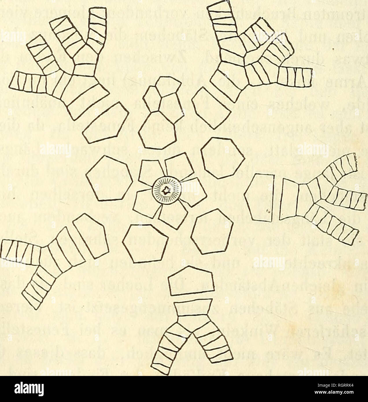 . Bulletin de la Société impériale des naturalistes de Moscou. Science; Biology; Geology; Natural history. 6 nicht wahrzunehmen ist. Es würde dann ein Organ sein, das einige Analogie mit den blättrigen Armen -von An- thocrinus (') hätte. Indessen sind, die Armé von Antho- crinus gleichsam durchlöcherte jBlätter (Blechsieb), wäh- rend hier ein Fadengewebe (Haarsieb) vorliegt, wo die sich durchkreuzenden Stäbchen Maschen bilden. Den neuen Poteriocrinus habe ich originarius genannt, weil der Charakter der Gattung hier auf die einfachsten und notwendigsten Verhältnisse zurückgeführt ist. Er existi Stock Photo