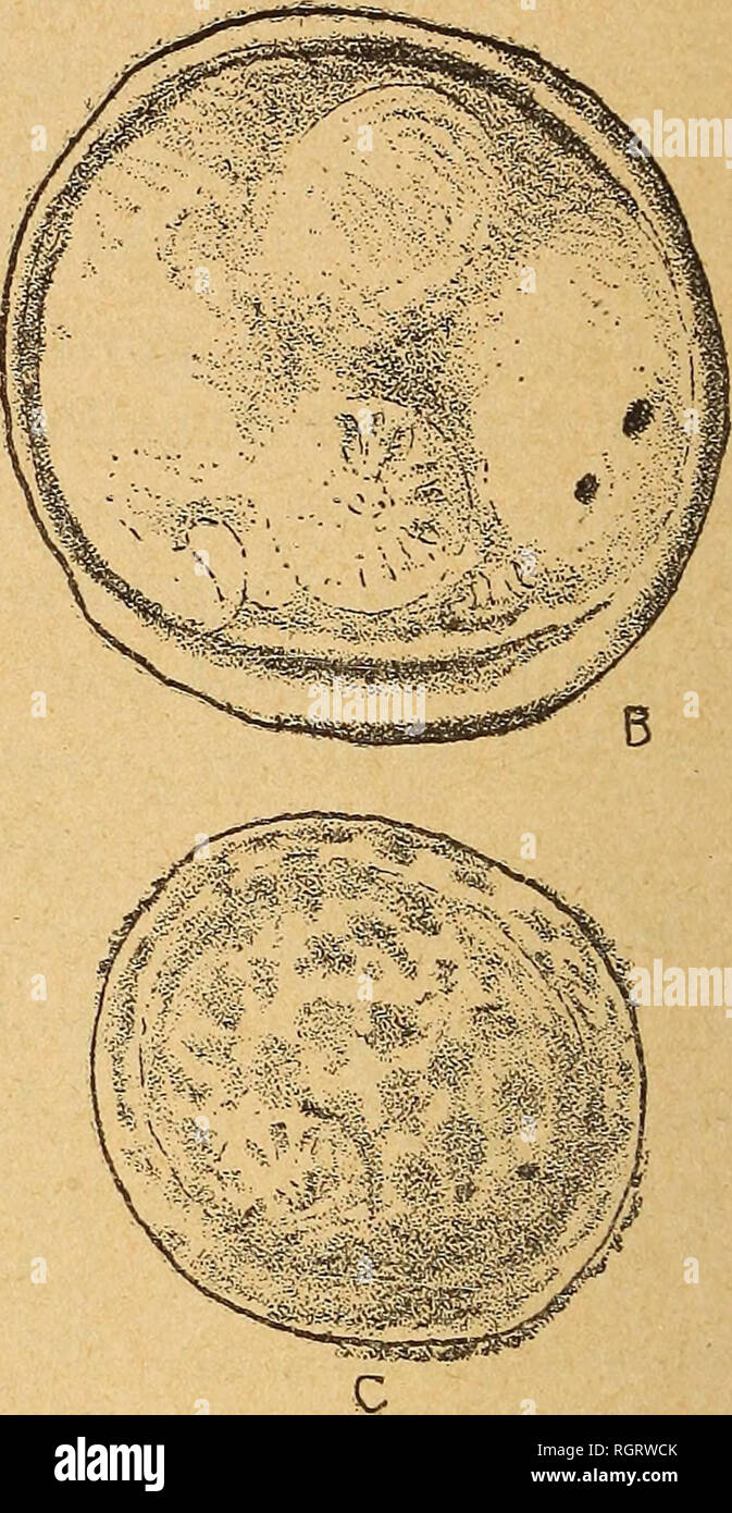 . Bulletin de la SociÃ©tÃ© des sciences naturelles de l'Ouest de la France. Natural history. Promesostoma ovoideum (vasiÃ¨res des marais de S'-Goustan, le Croisic) A vivant; B, enkystÃ© par dessiccation lente; C, reviviscence aprÃ¨s ' enkystement incomplet, gonflement des tÃ©guments (autre Ã©chan- tillon). En somme, cette expÃ©rience dans laquelle, malgrÃ© toutes les prÃ©cautions prises, la dessiccation avait encore Ã©tÃ© trop brusque, montre bien le mÃ©canisme de l'enkystement chez ces animaux. Malheureusement, la formation du kyste n'avait pas Ã©tÃ© complÃ¨te. Le seul fait du manque d'eau av Stock Photo