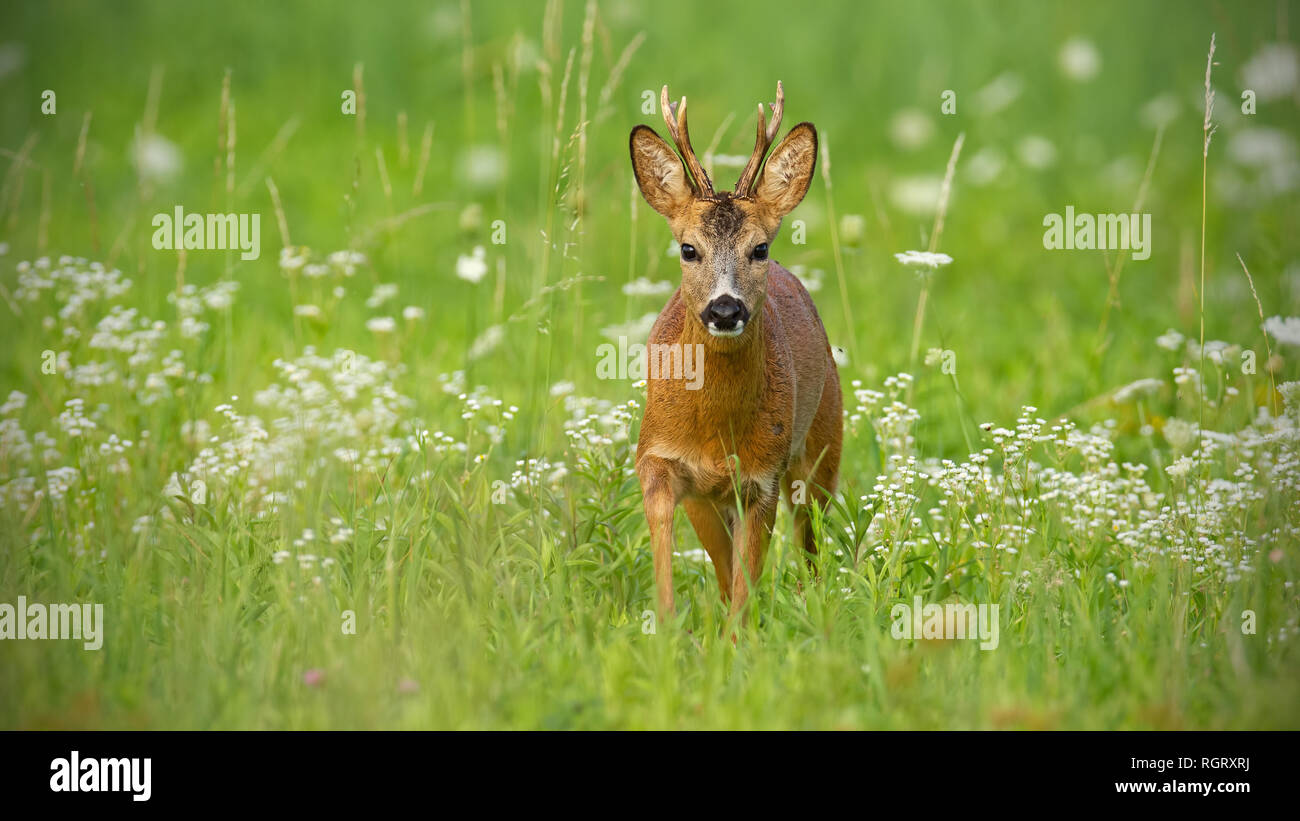 Young roe deer walking towards camera surrounded by white flowers in summer Stock Photo