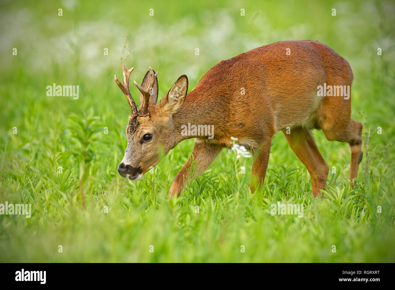 Young Roe Deer Walking On Hay Field Chewing Peacefully In - 