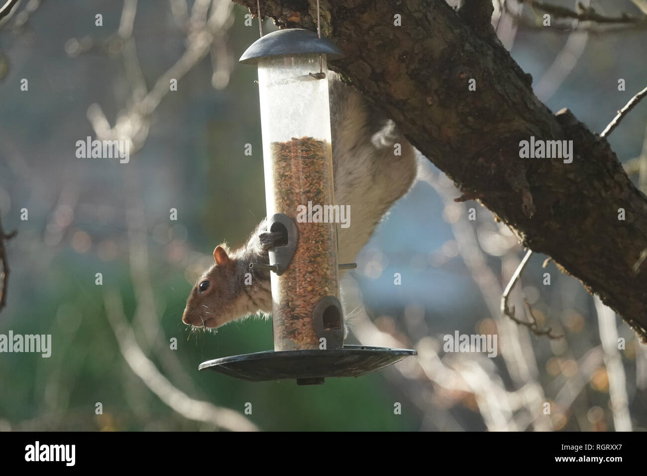 A Squirrel Feeding On A Bird Feeder In A Back Garden In Suburban