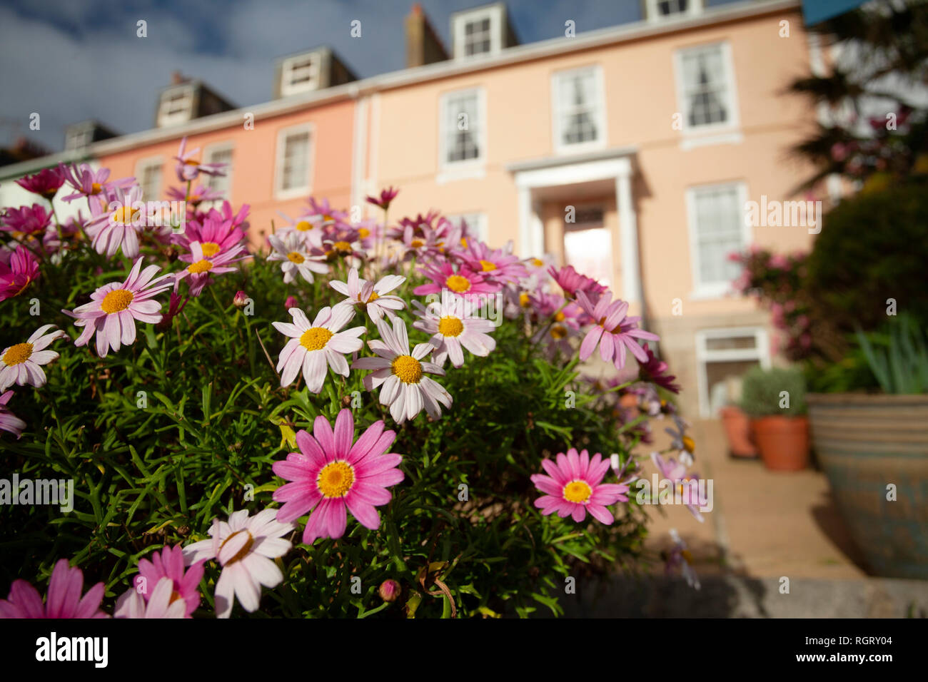 Flowers outside a guesthouse in January Penzance, Cornwall Stock Photo