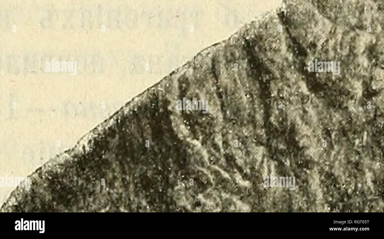 . Bulletin de la SociÃ©tÃ© impÃ©riale des naturalistes de Moscou. Science; Biology; Geology; Natural history. â 186 â 1843. Trigonia carinata^ Agassiz, d'Orbigny. Pal. Franc., Terr, crÃ©t., vol, III, p. 132.' 1872. Â» ca^-inafa, Agassiz. Lycett, Mod. Brit. foss. Trig., p. 11, 179, PI. XUV, f. 5, 5 a, 6, 6 a. Ð Ð°ÐºÐ¾Ð²Ð¸Ð½Ð° Ð±Ð¾Ð»ÑÑÐ°Ñ, ÑÑÐµÑÐ³Ð¾Ð»ÑÐ½Ð°Ñ, ÑÐ°Ð·Ð´ÑÑÐ°Ñ, Ð·Ð½Ð°ÑÐ¸ÑÐµÐ»ÑÐ½Ð¾ Ð±Ð¾Ð»^Ðµ Ð²Ñ- ÑÐ¾ÐºÐ°Ñ, Ñ'Ð¬Ð¼Ñ Ð´Ð»Ð¸Ð½Ð½Ð°Ñ. ÐÐ°ÐºÑÑÐºÐ¸ ÑÐ°Ð·Ð´ÑÑÑ ÐºÐ¿ÐµÑÐµÐ´Ð¸, Ð·Ð°Ð³Ð½ÑÑÑ Ð½Ð°Ð·Ð°Ð´Ñ Ð¸. â '^&quot;Ð»Ð³ÐÑÐ¬Ð½ Ð Ð¸Ñ. 1.â Trigonia carinata, Agass. ÐÑÐ°Ð²Ð°Ñ ÑÑÐ²Ð¾ÑÐºÐ° ÑÐ±Ð¾ÐºÑ. Ð²Ñ Stock Photo