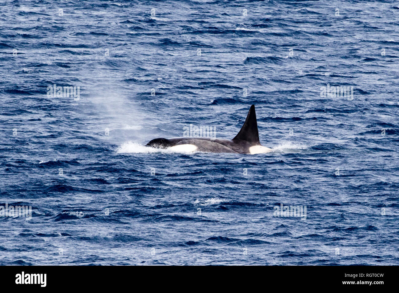 Orca / Killer Whale (Orcinus orca) Type B in the Weddell Sea near Snow Hill Island, the Antarctic Stock Photo