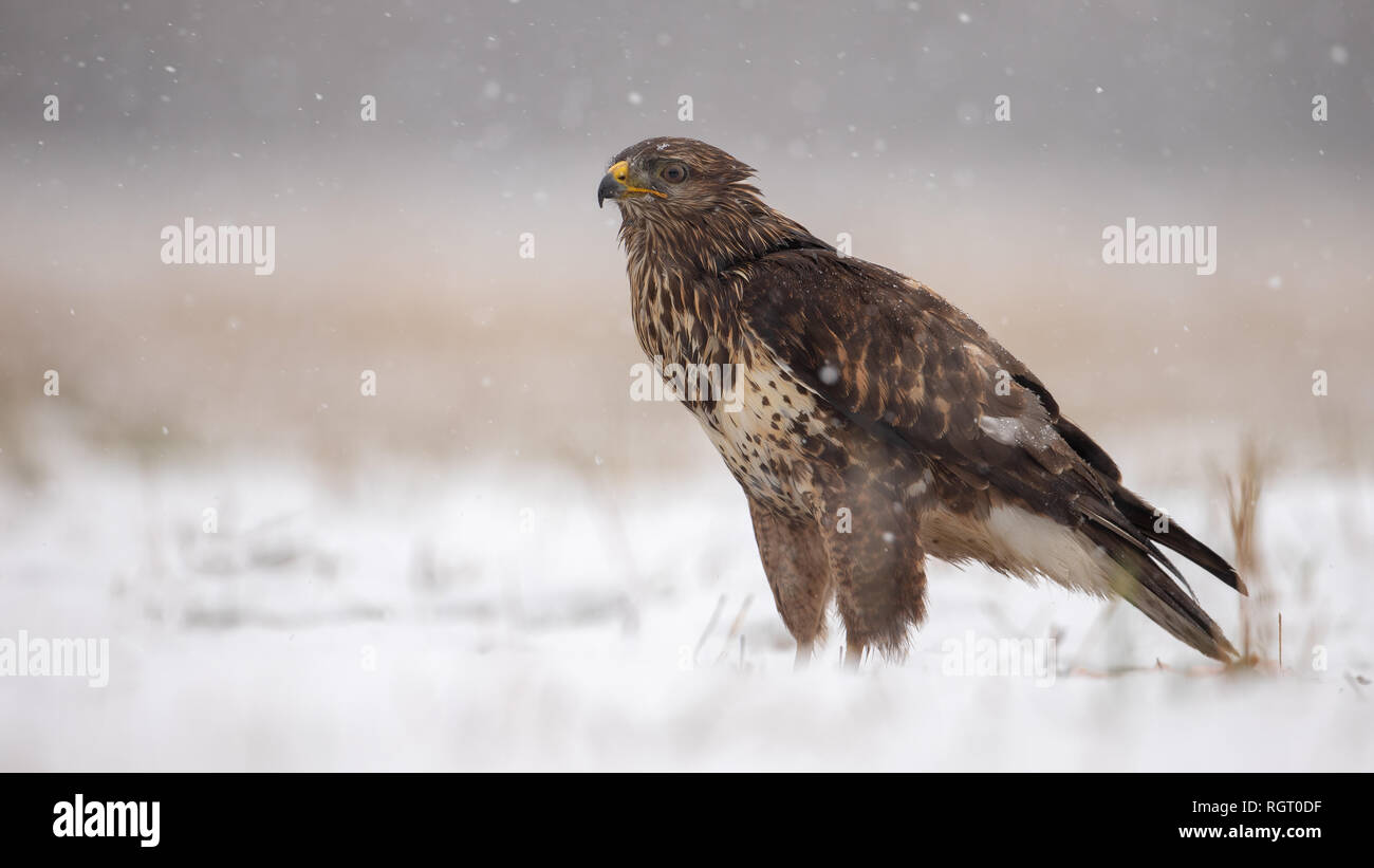 Common buzzard standing on the ground covered in snow in winter. Stock Photo