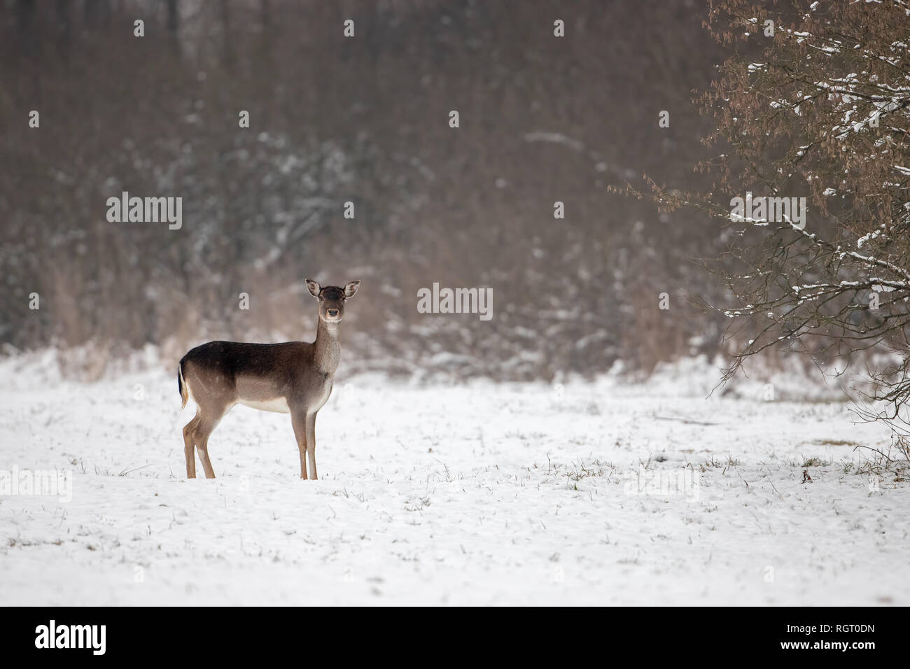 Fallow deer doe on snow in winter with space for copy Stock Photo